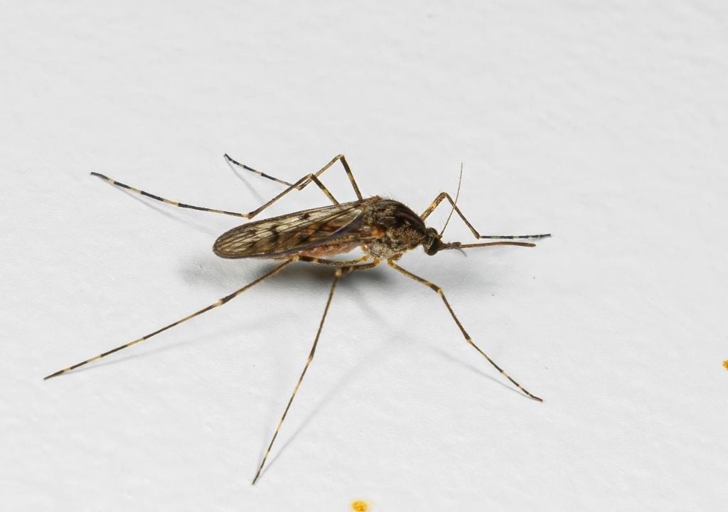 mosquito Islandia mosquito Islandia