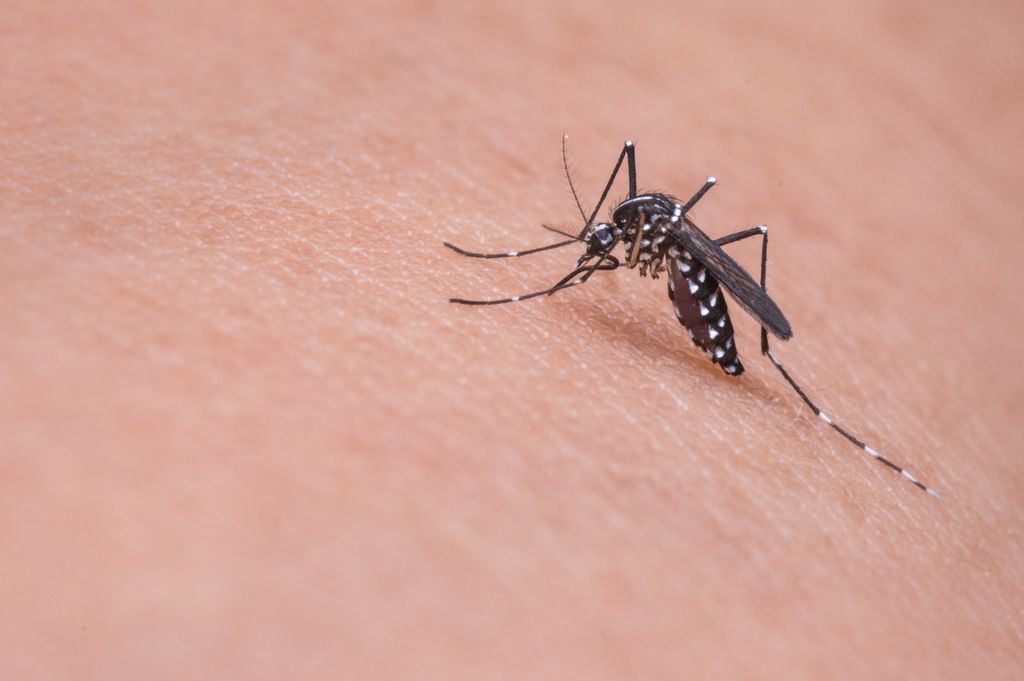 Imagen de archivo de un mosquito picando a una persona. PXHERE.com