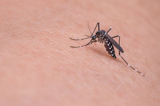 &iquest;Por qu&eacute; los mosquitos me pican a m&iacute; m&aacute;s que a otras personas?