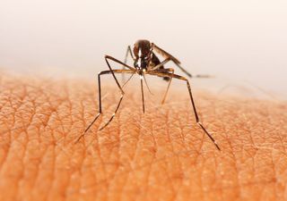 Invasión de mosquitos en España: estas son las zonas más afectadas y donde se eleva el temor a enfermedades tropicales