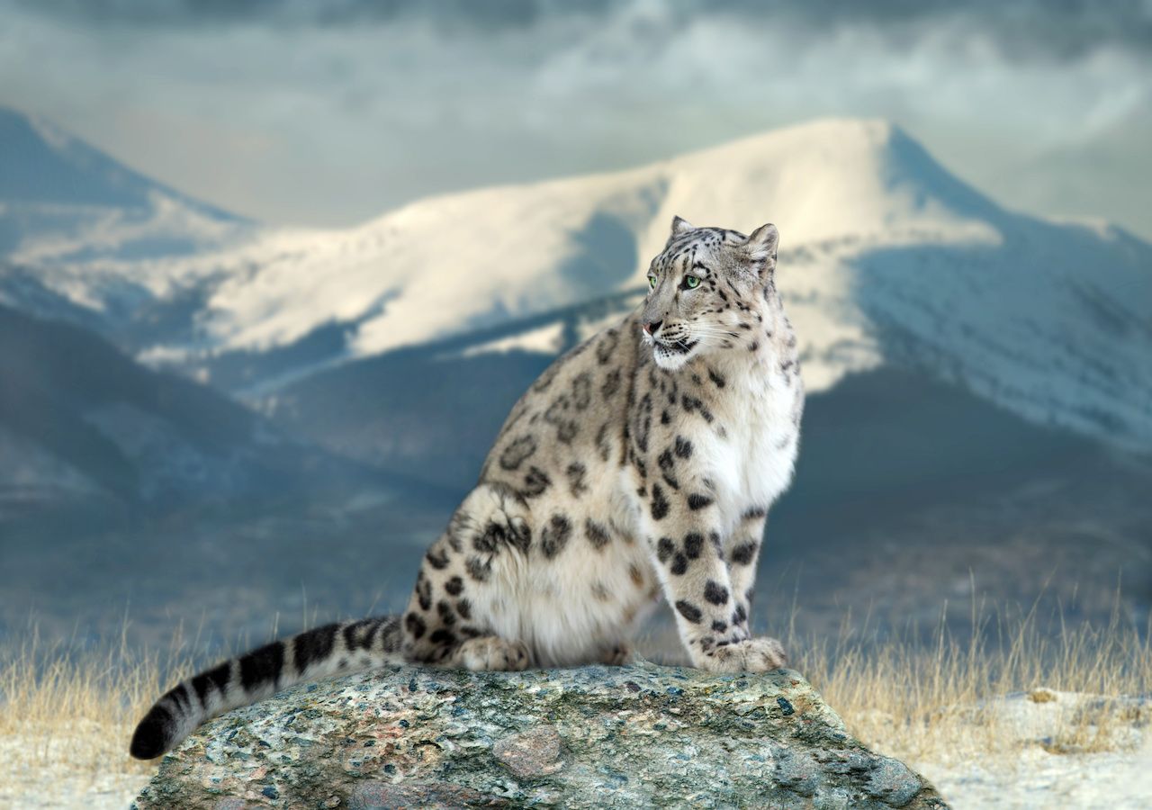 Most animal species living in mountain regions at risk of extinction ...