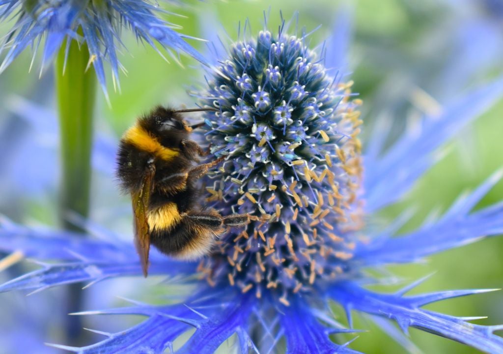 Bees are important pollinators, not just for wildflowers, but in agriculture, and growing UK crops on local farms - essential to food security.