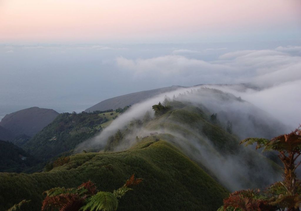 Mists in cloud forests provide crucial water supplies