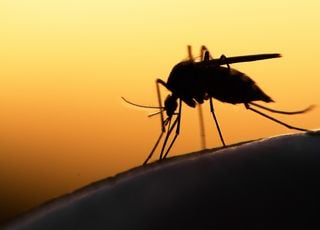 Die Stechmücke: Hat dieses schädliche Insekt wirklich eine wichtige Rolle für die Natur?