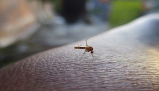 Est-il possible de vivre sur une plan&egrave;te d&eacute;nu&eacute;e de moustiques ?