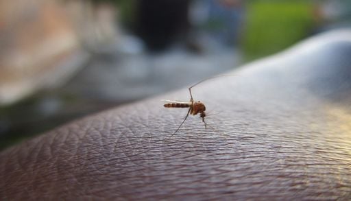 Est-il possible de vivre sur une plan&egrave;te d&eacute;nu&eacute;e de moustiques ?