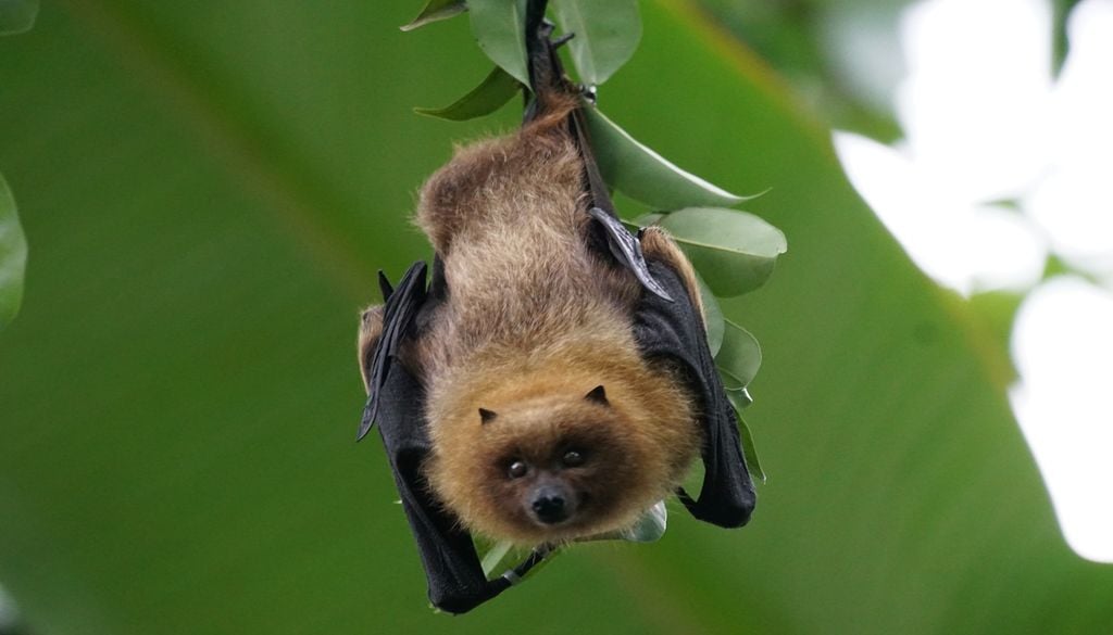 La chauve-souris, principale prédatrice du moustique La chauve-souris, principale prédatrice du moustique