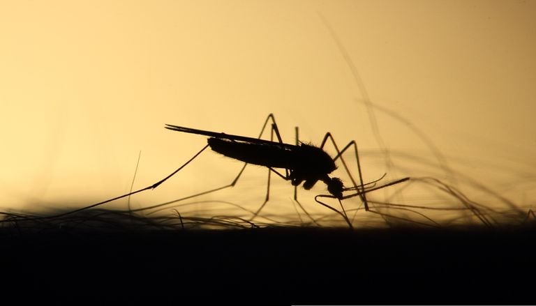 Comment se d&eacute;barrasser du moustique-tigre, &agrave; l&rsquo;approche de l&rsquo;&eacute;t&eacute; ?