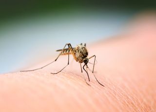 Moustiques : ces techniques naturelles pour éviter les piqûres