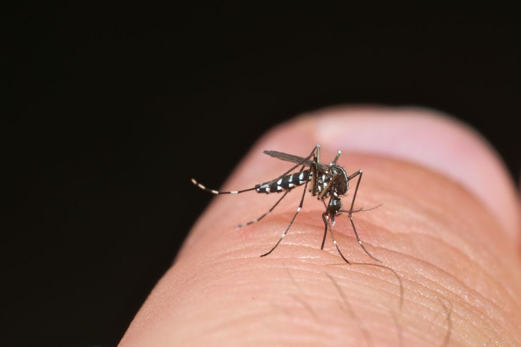 mosquito tigre mosquito tigre