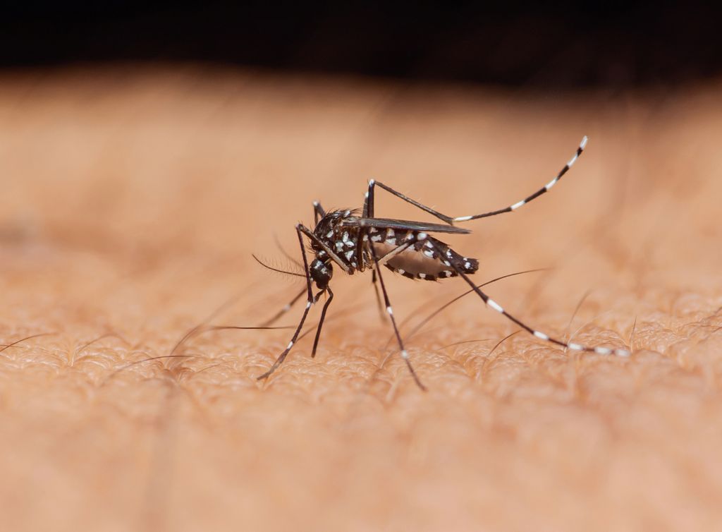 mosquito tigre mosquito tigre