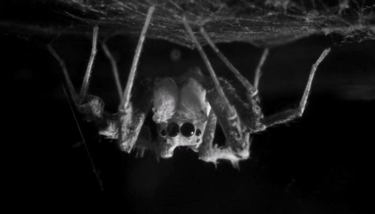 Una araña saltarína australiana boca abajo en su telaraña de seda mientras duerme. Crédito: Daniela C. Rößler