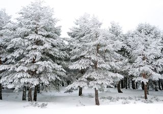 Mucha nieve y lluvias: frente frío intenso llega este fin de semana a Chile