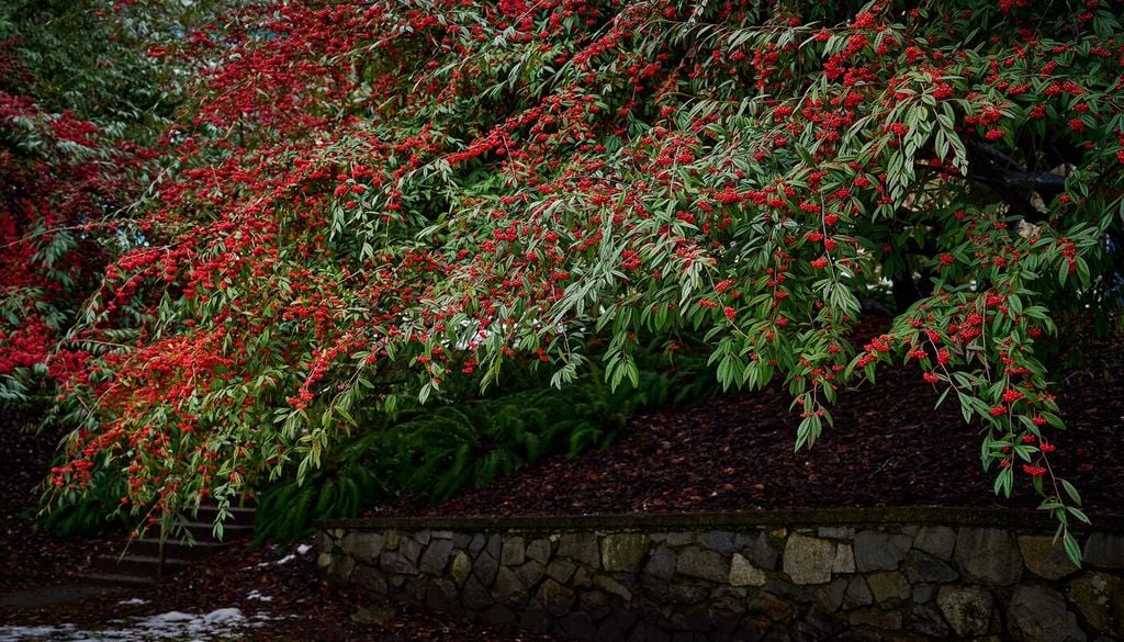 cotoneaster Mientras muchas plantas descansan durante el invierno, algunos arbustos alcanzan su mayor atractivo gracias a una fructificación que puede prolongarse durante varios meses.