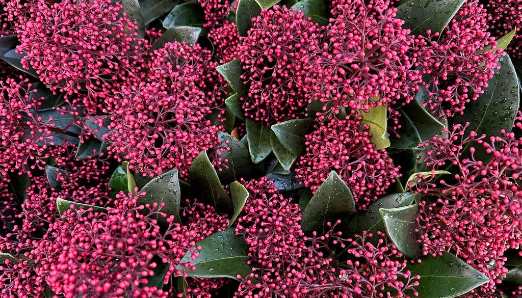 skinnia La Skimmia japonica es una especie dioica: solo las plantas femeninas producen frutos y necesitan un ejemplar masculino cercano para ser polinizadas.
