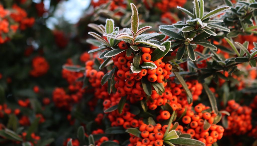 espino de fuego Además de su valor ornamental, la Pyracantha se utiliza con frecuencia como cerco vivo gracias a sus fuertes espinas y su denso crecimiento.