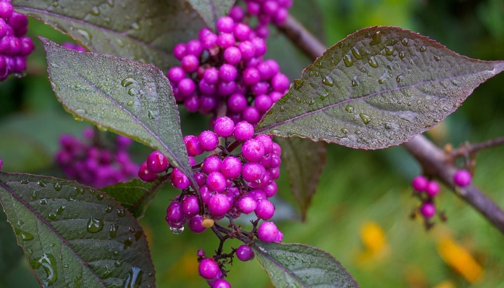 callicarpa El intenso color violeta de sus frutos es una rareza dentro del mundo vegetal y convierte a la Callicarpa en una de las especies más llamativas del invierno.