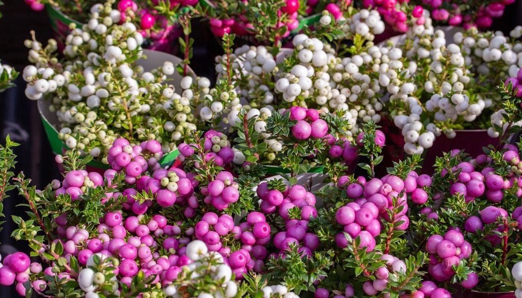 chaura Originaria de los bosques templados del sur de Chile y Argentina, la chaura combina valor ornamental con frutos tradicionalmente aprovechados por las comunidades locales.