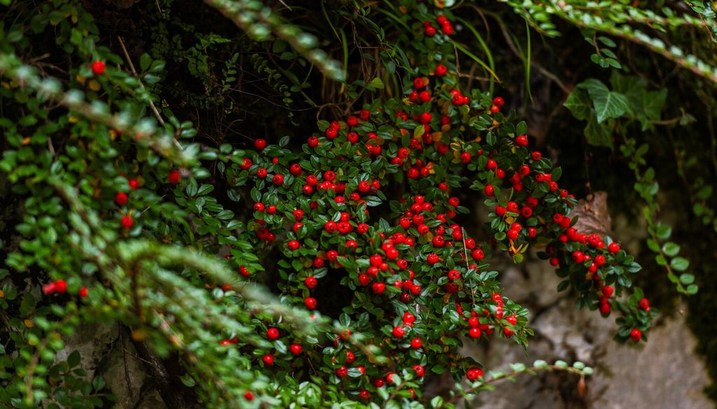 cotoneaster invierno Dependiendo de la especie, el Cotoneaster puede crecer como arbusto o cubrir el suelo formando densas alfombras repletas de pequeños frutos.