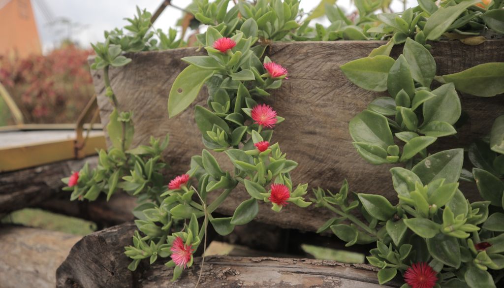 La aptenia forma densas cascadas verdes salpicadas por pequeñas flores fucsias que se abren a pleno sol.