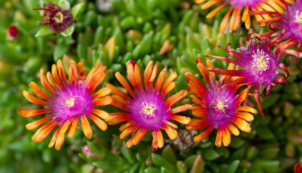 El delosperma tapiza las macetas con masas de flores violetas que toleran el calor extremo y la sequía.
