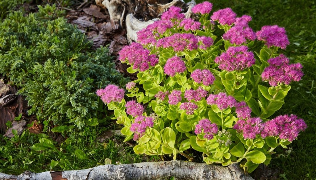 Las inflorescencias del sedum de otoño cambian de color paulatinamente y atraen polinizadores al balcón.