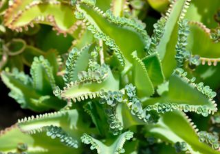 Muchos tienen esta suculenta en casa sin imaginar el asombroso poder medicinal que esconde