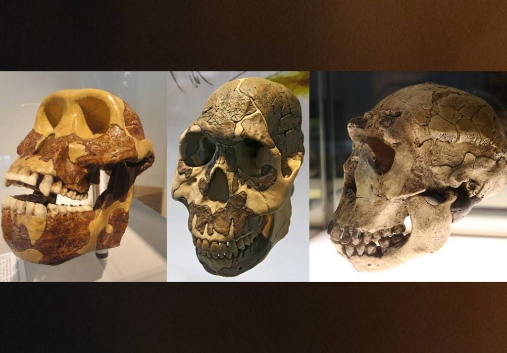 De gauche à droite, chronologiquement : les molaires des ancêtres humains sont devenues plus longues au fil des millénaires afin de s’adapter à un régime composé de plantes herbacées riches en glucides Crédits : Domaine public ; Don Hitchcock ; Fernando Losada Rodríguez