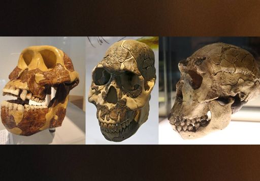 Según un nuevo estudio, el cambio alimentario impulsó la evolución física de los primeros humanos