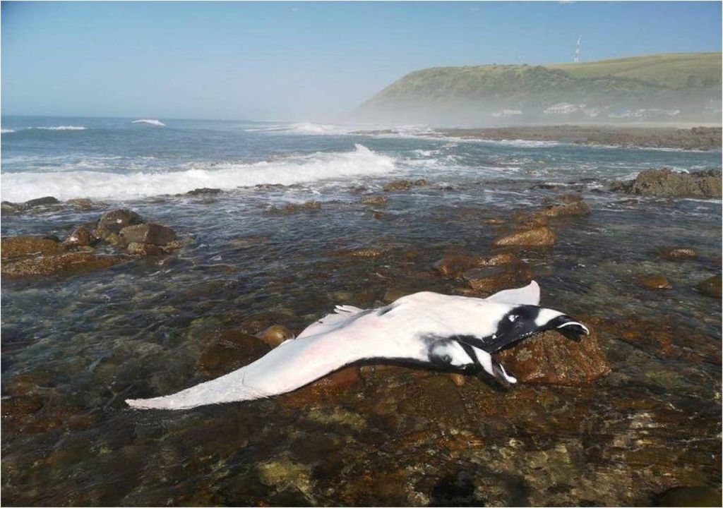 oceano, resfriamento, ondas de frio marinhas