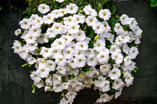 Mudanças climáticas e a flora do Pampa: quais espécies sobreviverão?