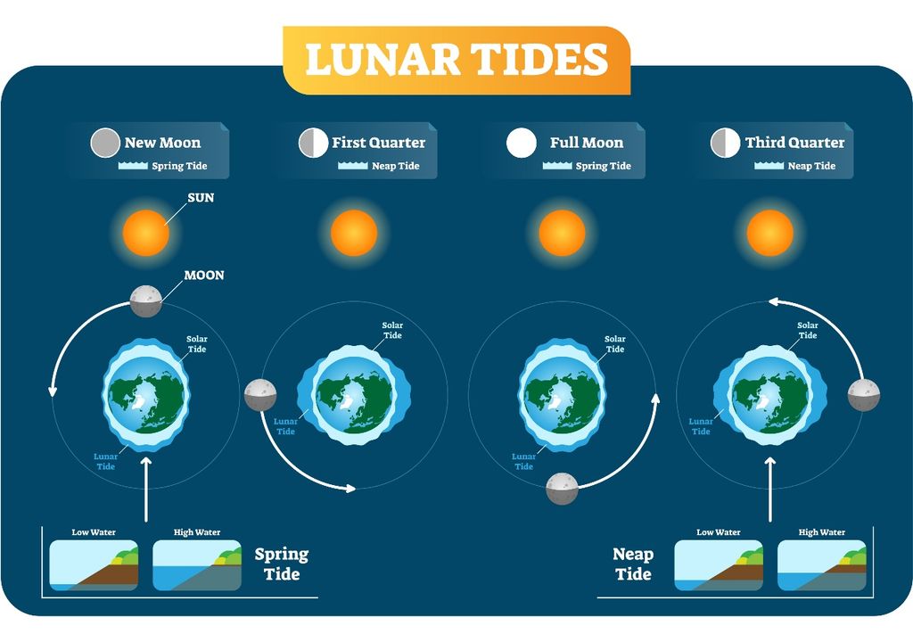 Ciclo lunar Ciclo lunar