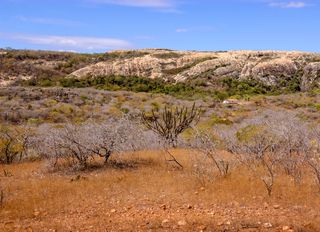 Mudanças climáticas poderão levar a perda de mais de 90% da riqueza de espécies da Caatinga