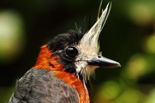Mudanças climáticas provocam desaparecimento de aves mesmo em áreas preservadas da Amazônia