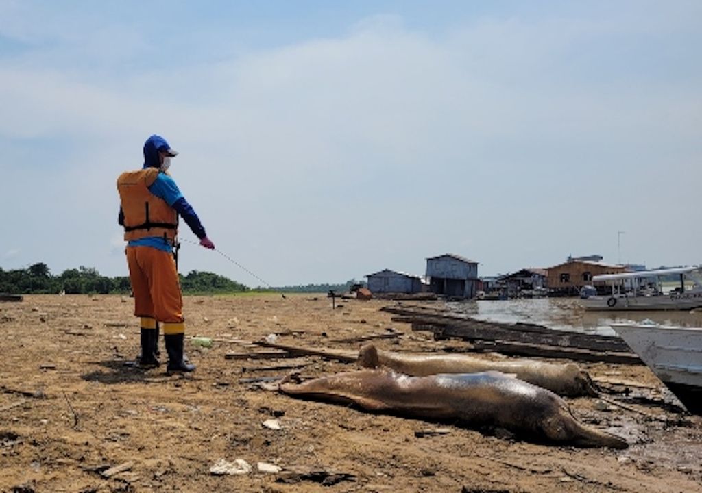 Lago Tefé; delfines muertos en el Amazonas