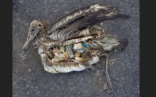 Muerte de petreles por plásticos