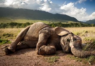 Morte em massa de elefantes: “as mudanças climáticas transformaram a água em veneno”