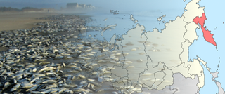 'Muerte masiva' de la vida marina frente a Kamchatka en Rusia