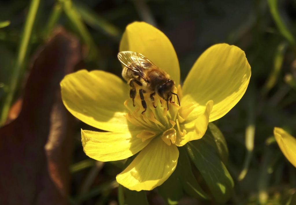 Las abejas tienen un papel fundamental en los sistemas agroforestales, son primordiales por los servicios de polinización que brindan. Las abejas tienen un papel fundamental en los sistemas agroforestales, son primordiales por los servicios de polinización que brindan.