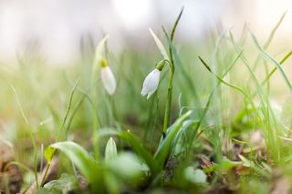 Muguet : comment la météo influence sa floraison ?