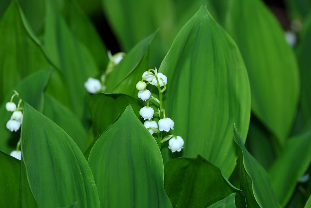Muguet 1er mai