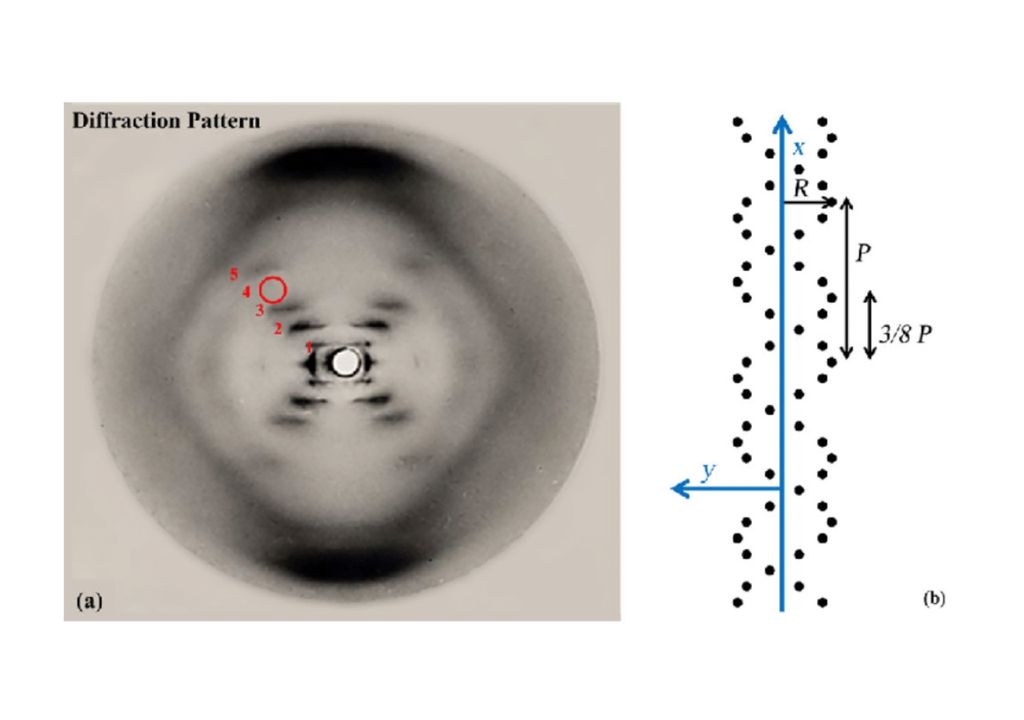 Rosalind Franklin Rosalind Franklin
