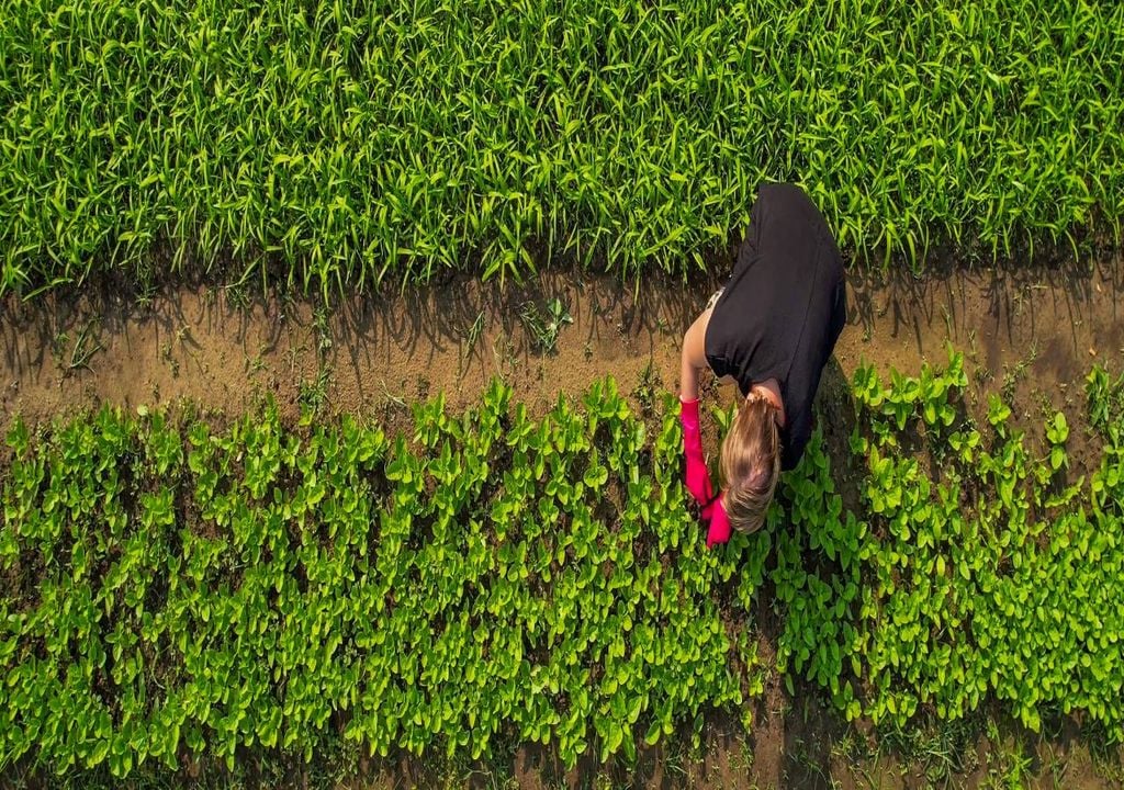 O objetivo é encontrar mulheres empreendedoras diretamente ligadas ao trabalho agrícola ou a atividades agroalimentares, cujo negócio se tenha destacado.