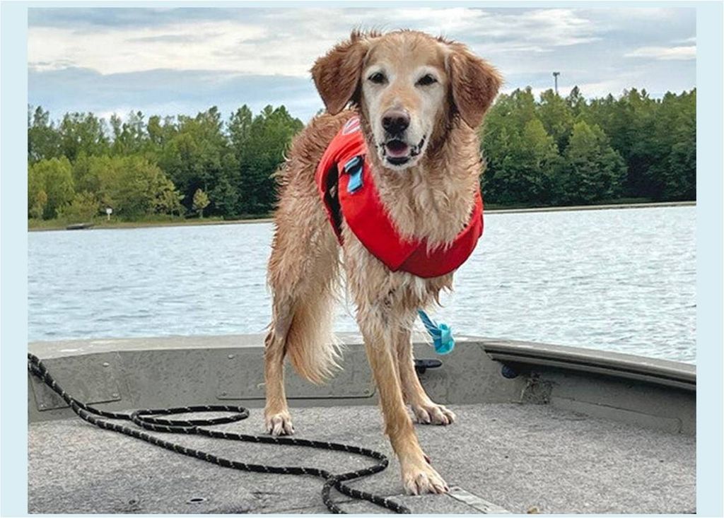 Golden Retriever, Hunter, câncer
