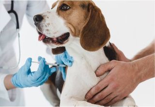 Mundo animal: nova vacina contra câncer para cães dobra a sua taxa de sobrevivência