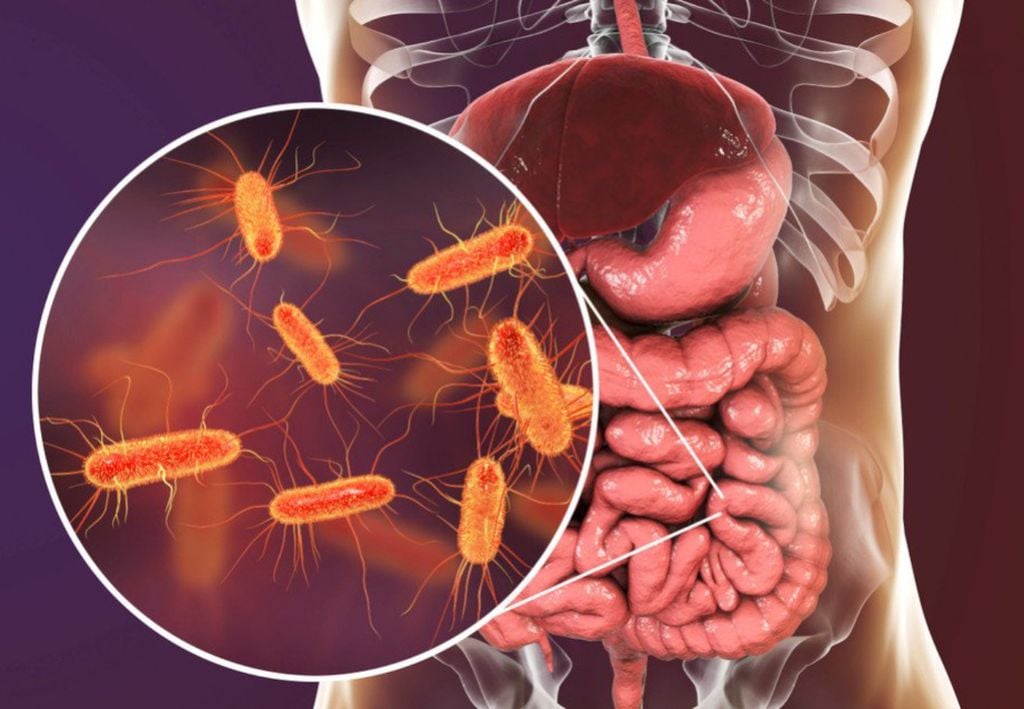 Escherichia coli (E. coli) est une bactérie bacillaire Gram-négative que l'on trouve normalement dans les intestins des personnes en bonne santé. Crédit : Disclosure.