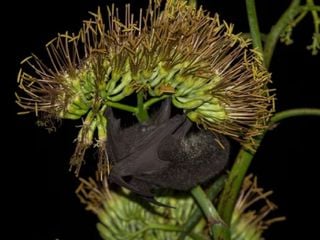 Murciélagos en peligro: la creciente demanda del mezcal devora su hábitat natural en México