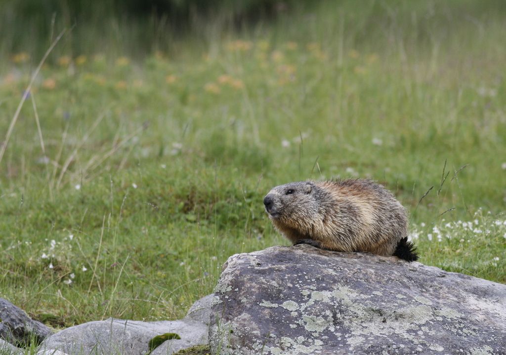 Die meisten Murmeltierfamilien leben heute im Vergleich zu den 1980er Jahren rund 90 Meter weiter oben am Berg. Die absolute Obergrenze von 2700 Höhenmetern hingegen hat sich nicht verändert.