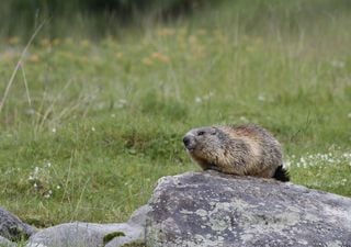 Murmeltiere ziehen in höhere Gefilde: So verändert der Klimawandel ihren Lebensraum