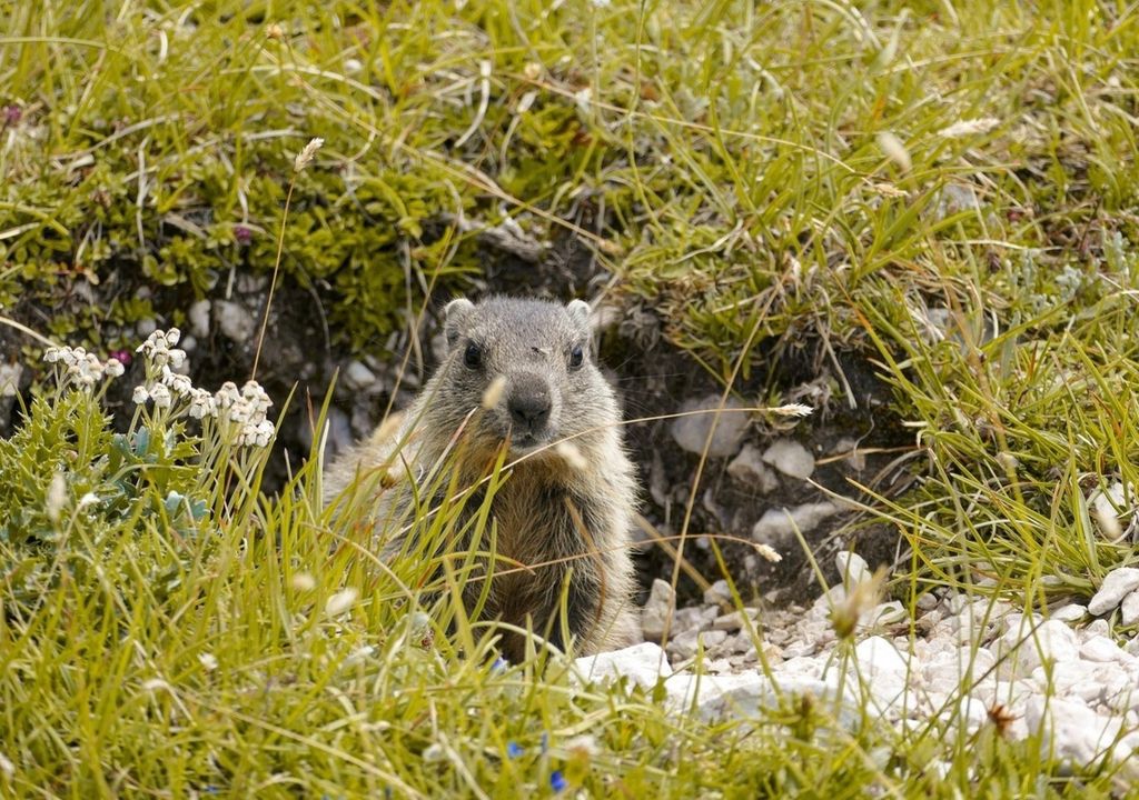 Auch wenn sich aktuell keine Notlage bemerkbar macht, wird der Lebensraum von Murmeltieren kleiner werden.